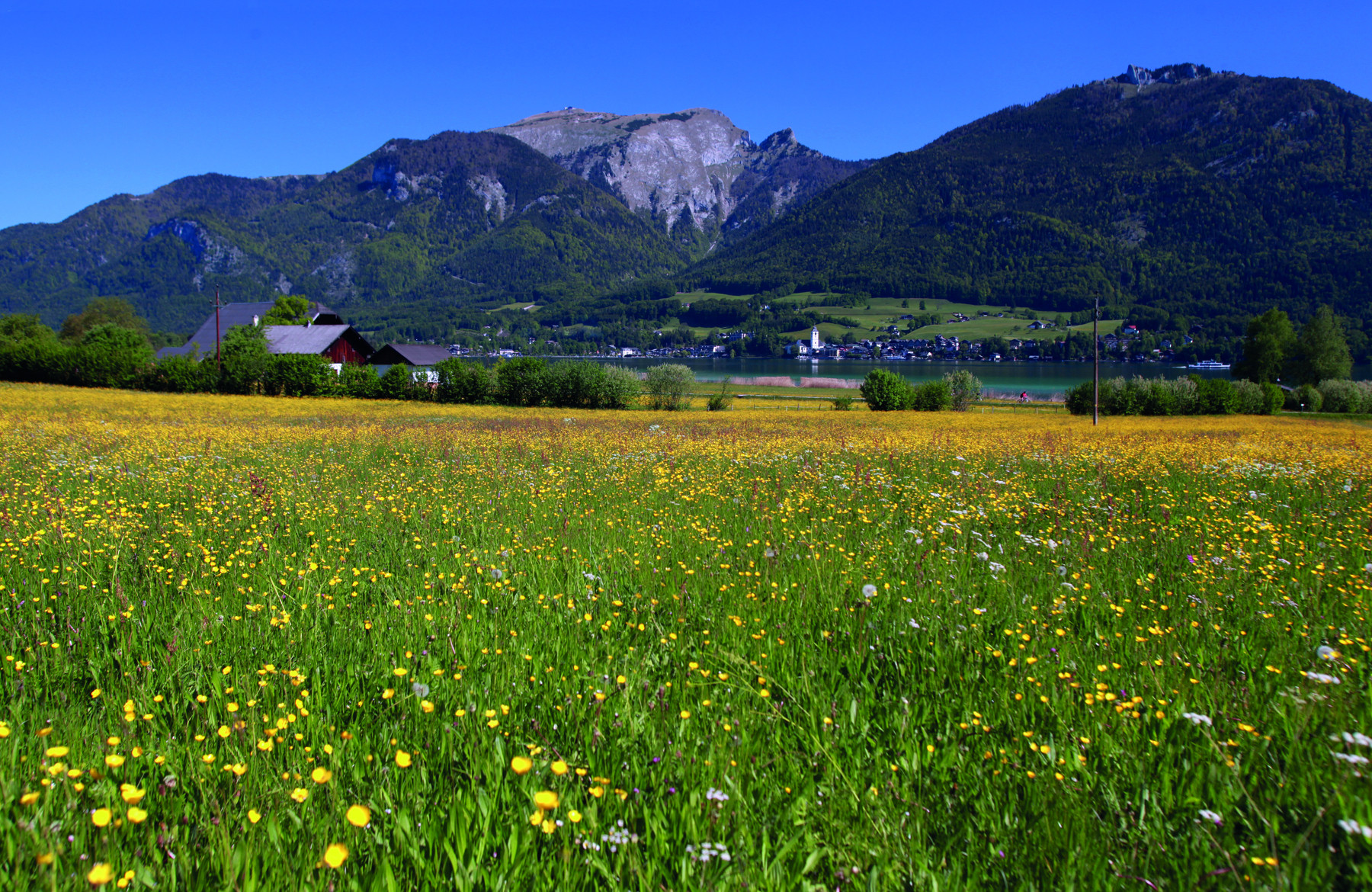 Frühlingswiese St. Gilgen