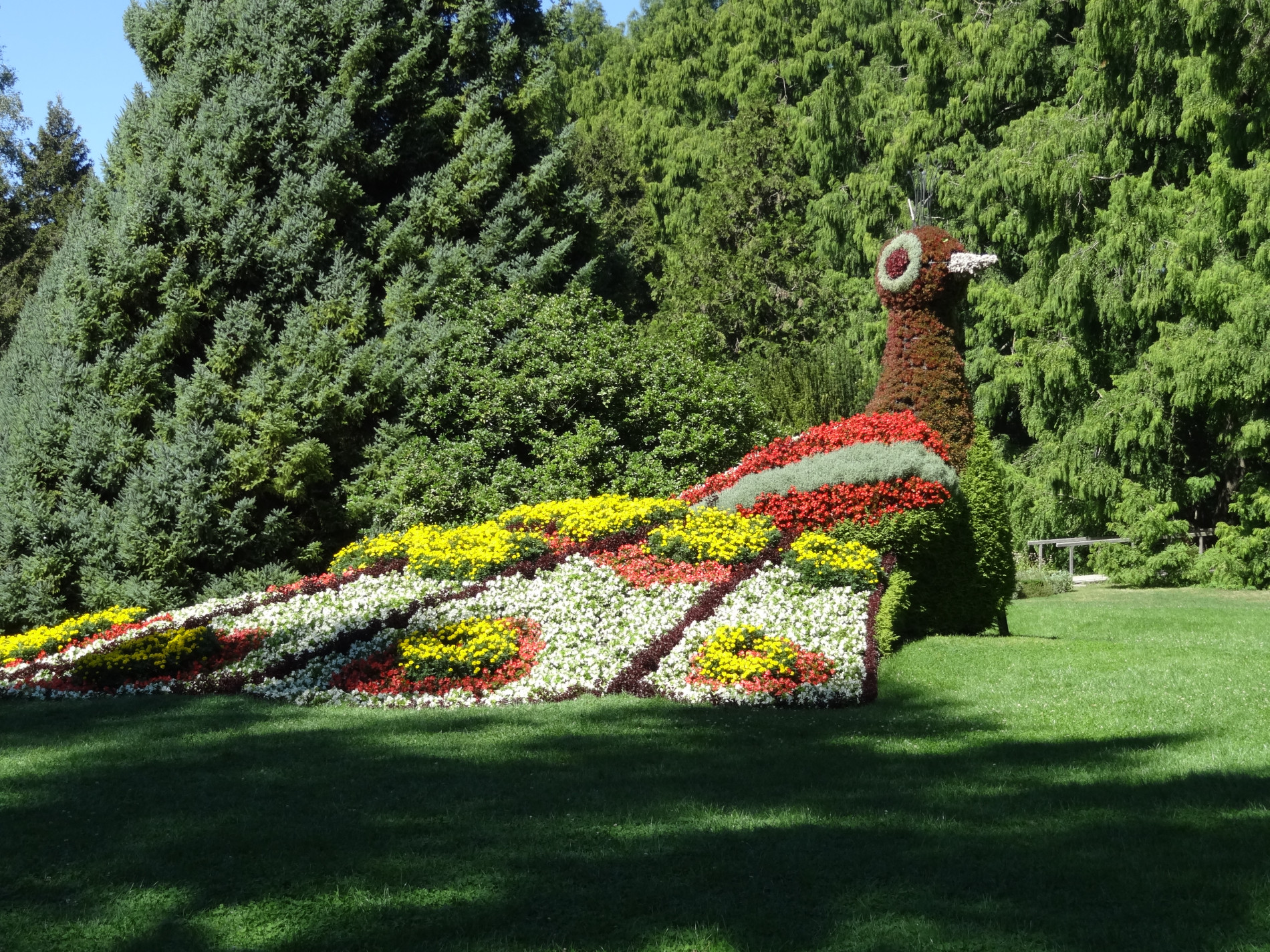 Mainau Blumenpfau