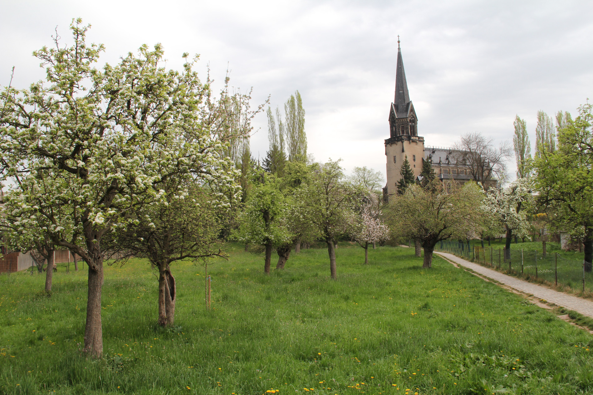 Baum mit Kirche