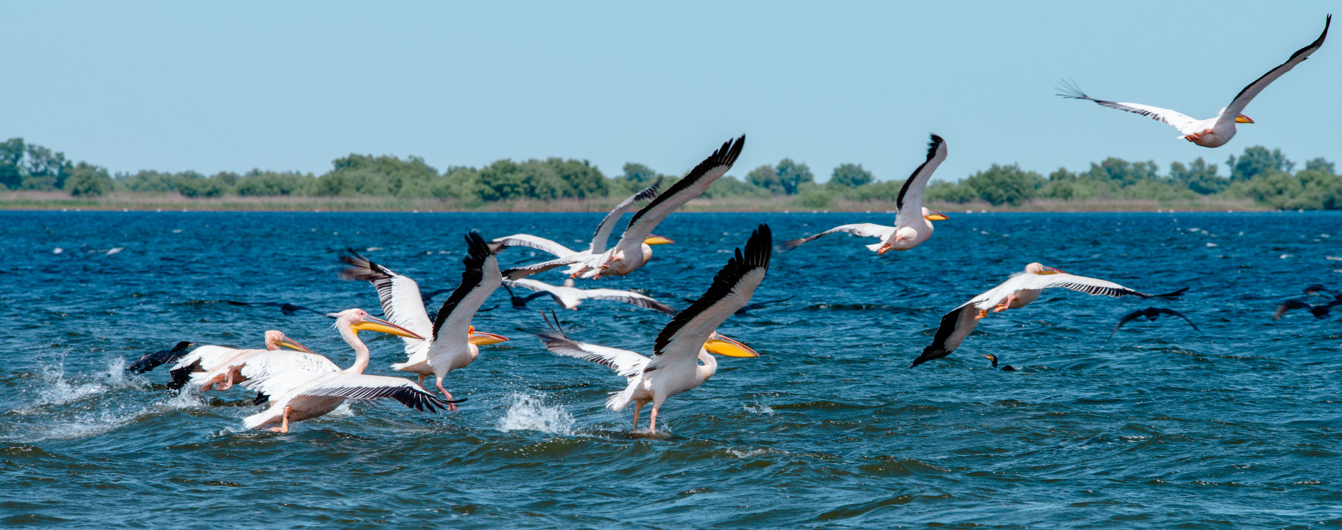 Pelikane fliegen in die Lüfte im Naturschutzgebiet Donau-Delta